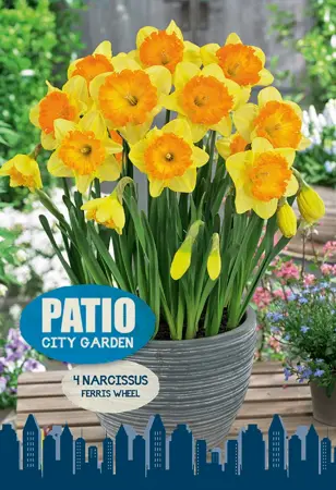 Narcissus Large Cup Ferris Wheel | Cappers 4 x 20 - image 1