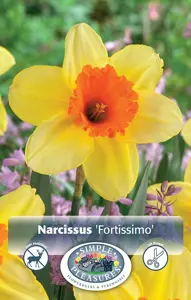 Narcissus Large Cup Fortissimo | 60 pcs