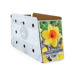 Narcissus Large Cup Fortissimo | Capper 12 x 5 - image 2