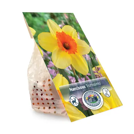 Narcissus Large Cup Fortissimo | Capper 12 x 5 - image 3