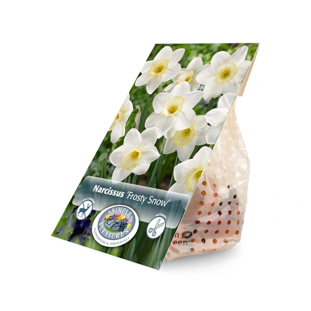 Narcissus Large Cup Frosty Snow | Capper 16 x 5 - image 2