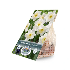 Narcissus Large Cup Frosty Snow | Capper 16 x 5 - image 2