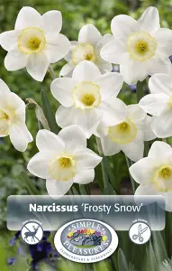 Narcissus Large Cup Frosty Snow | Capper 16 x 5