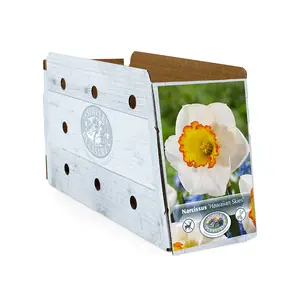 Narcissus Large Cup Hawaiian Skies | Capper 12 x 5 - image 2