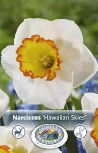 Narcissus Large Cup Hawaiian Skies | Capper 12 x 5