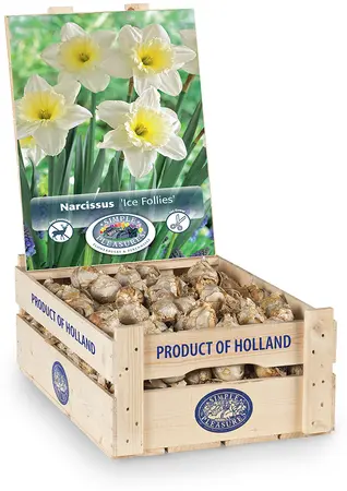Narcissus Large Cup Ice Follies | 250 pce - image 2