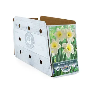 Narcissus Large Cup Ice Follies | Capper 12 x 5 - image 2