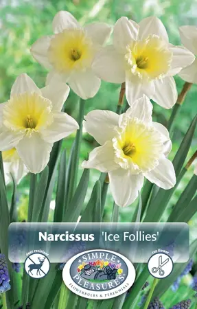 Narcissus Large Cup Ice Follies | Capper 12 x 5 - image 1