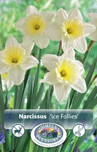 Narcissus Large Cup Ice Follies | Capper 12 x 5