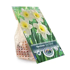 Narcissus Large Cup Ice Follies | Capper 12 x 5 - image 3