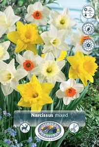 Narcissus Large Cup Mixed | 200 pcs