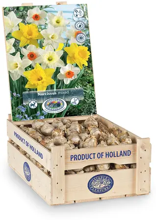 Narcissus Large Cup Mixed | 250 pce - image 2