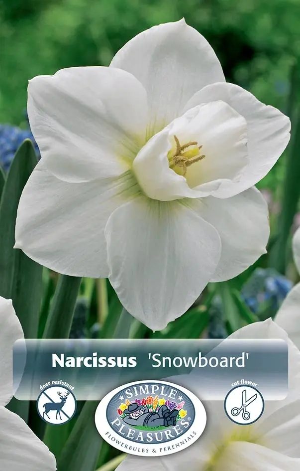タレントカード narcissus Narcissi Large Cupped 'Chromacolor' Daffodil from ADR Bulbs