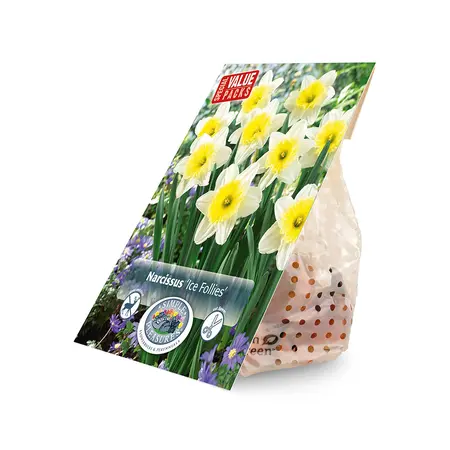 Narcissus Large Cupped Ice Follies | Cappers 12 x 20 - image 2