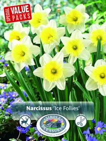 Narcissus Large Cupped Ice Follies | Cappers 12 x 20 - image 1