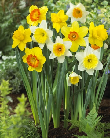 Narcissus Large Cupped Mixed | 25 pce