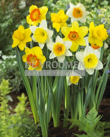 Narcissus Large Cupped Mixed | 50 pce