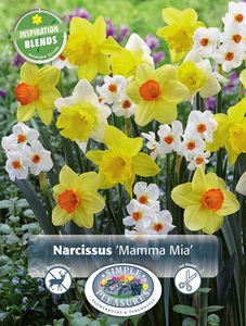 Narcissus Mamma Mia | Cappers 12 x 15 - image 3