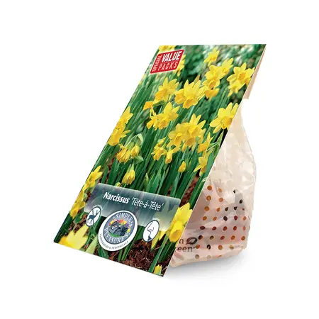 Narcissus Miniature Cyclamineus Tete-a-Tete | Cappers 25 x 15 - image 2