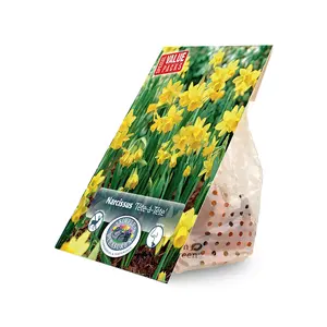 Narcissus Miniature Cyclamineus Tete-a-Tete | Cappers 25 x 15 - image 2
