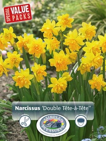 Narcissus Miniature Double Tete a | Cappers 25 x 15 - image 2