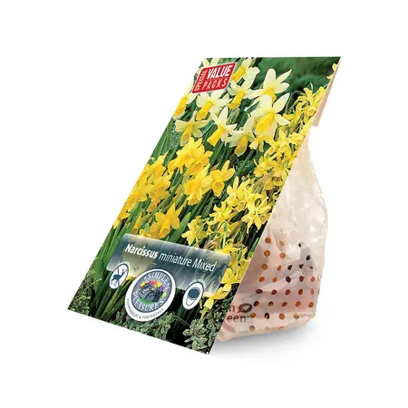 Narcissus Miniature mixed | Cappers 20 x 15 - image 2