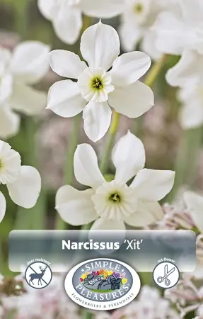 Narcissus Miniature Xit | Cappers 5 x 12 - image 1