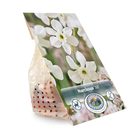 Narcissus Miniature Xit | Cappers 5 x 12 - image 3