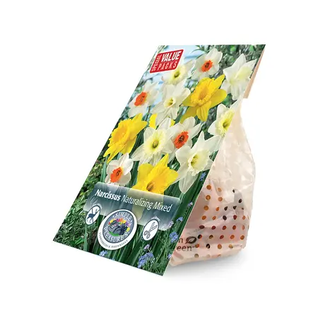 Narcissus Naturalizing mixed | Cappers 15 x 12 - image 2