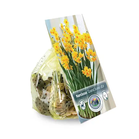 Narcissus Paperwhite Grand Soleil D'Or | Cappers 4 x 15 - image 2