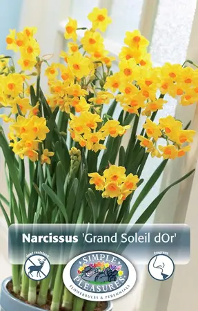 Narcissus Paperwhite Grand Soleil D'Or | Cappers 4 x 15 - image 1