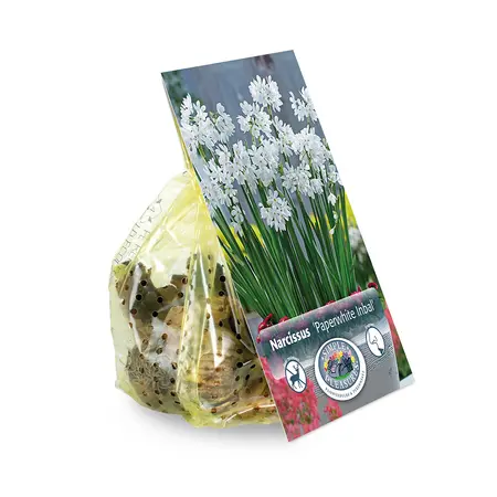 Narcissus Paperwhite Inbal | Cappers 4 x 15 - image 2