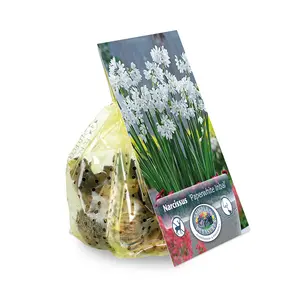 Narcissus Paperwhite Inbal | Cappers 4 x 15 - image 2