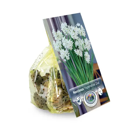 Narcissus Paperwhite Ziva | Cappers 4 x 15 - image 2