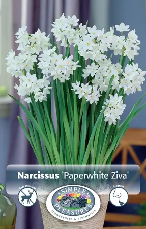 Narcissus Paperwhite Ziva | Cappers 4 x 15 - image 1