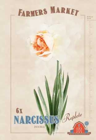 Narcissus Replete | Cappers 6 x 20 - image 1