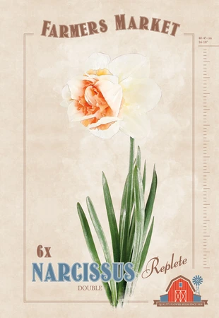 Narcissus Replete | Cappers 6 x 20 - image 4