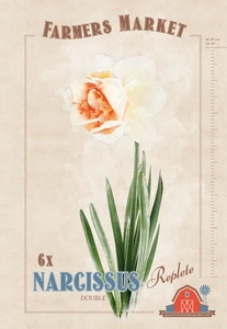 Narcissus Replete | Cappers 6 x 20 - image 4