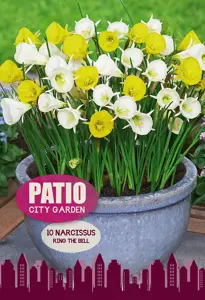 Narcissus Ring The Bell | Cappers 10 x 20
