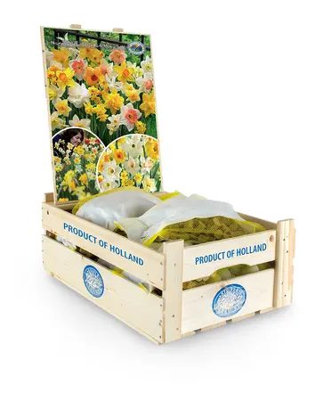 Narcissus Scented Mix | Bags 35 x 20 - image 2