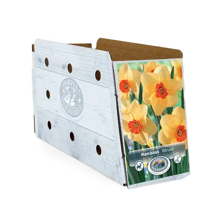 Narcissus Small Cup Altruist | Cappers 5 x 12 - image 2