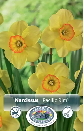 Narcissus Small Cup Pacific Rim | Cappers 5 x 12 - image 1