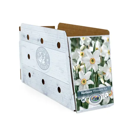 Narcissus Small Cup Pheasants Eye | Cappers 5 x 12 - image 2