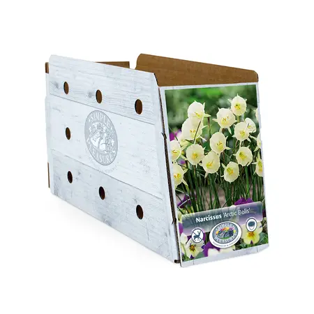 Narcissus Specialty Arctic Bells | Cappers 10 x 12 - image 2