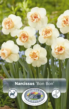 Narcissus Specialty Bon | Cappers 5 x 20 - image 1