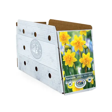 Narcissus Specialty Double Tete-a-Tete | Cappers 5 x 16 - image 2