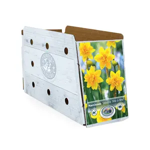 Narcissus Specialty Double Tete-a-Tete | Cappers 5 x 16 - image 2