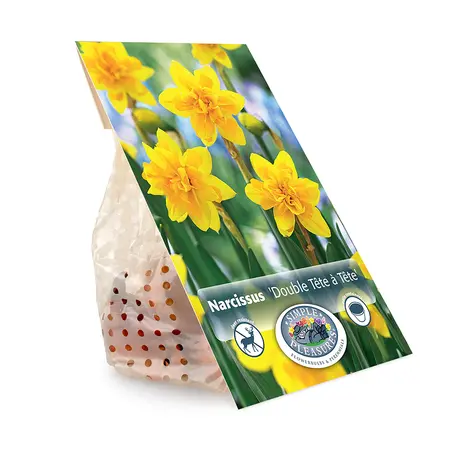 Narcissus Specialty Double Tete-a-Tete | Cappers 5 x 16 - image 3