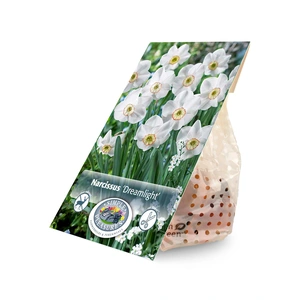 Narcissus Specialty Dreamlight | Cappers 5 x 20 - image 3