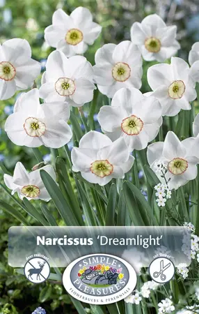 Narcissus Specialty Dreamlight | Cappers 5 x 20 - image 1